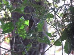 Picumnus albosquamatus