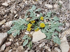 Cymopterus longipes