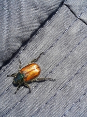 Phyllopertha horticola