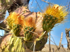 Opuntia velutina