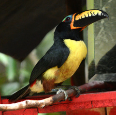 Pteroglossus inscriptus