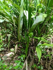 Cyclanthus bipartitus, photograph (c) Guillaume Delaitre, some rights reserved (CC BY)