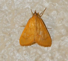 Helvibotys helvialis