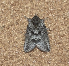 Nycteola polycyma