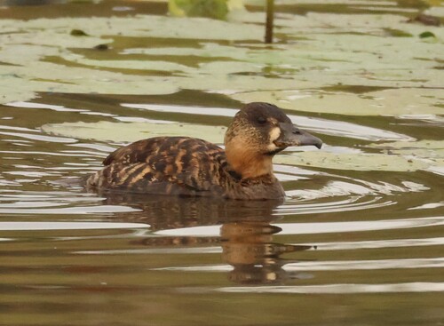 iNaturalist image