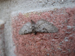 Eupithecia bolterii