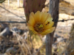 Opuntia velutina