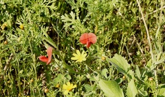 Lathyrus pseudocicera