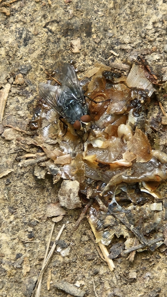 Bot Flies, Blow Flies, and Allies from Poplar Level, Louisville, KY ...