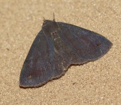 Ophyx eurrhoa