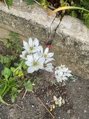 Allium trifoliatum, photograph (c) Giselle Sterry, some rights reserved (CC BY)