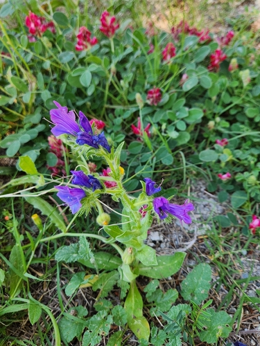 purple viper's-bugloss