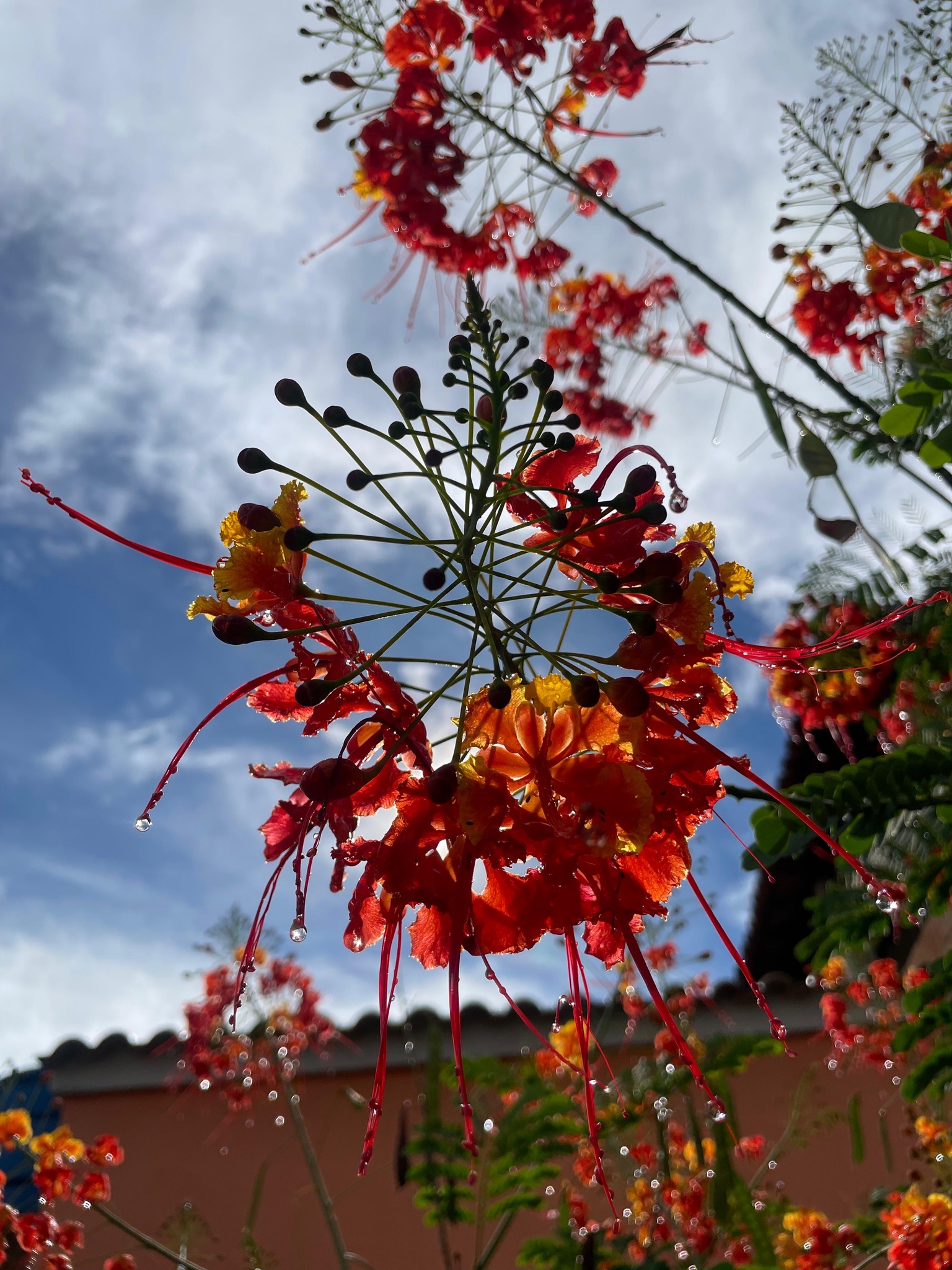 Caesalpinia pulcherrima