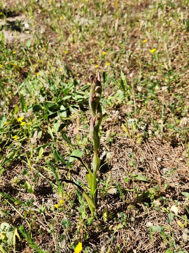 Lesser Tongue-orchid