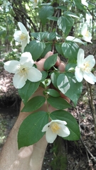 Philadelphus inodorus