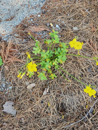 Bermuda buttercup