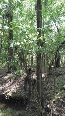 Philadelphus inodorus