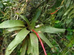 Vriesea rodigasiana