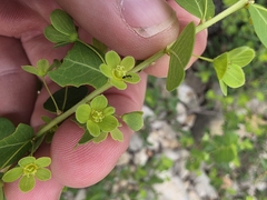 Phyllanthopsis phyllanthoides