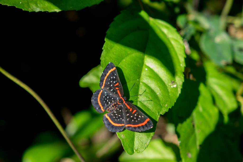 Red-barred Amarynthis