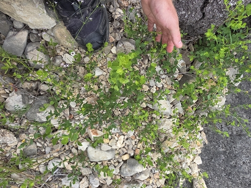 Phyllanthopsis phyllanthoides, photograph 1