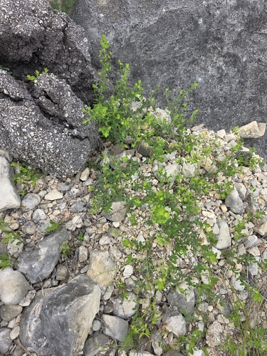 Phyllanthopsis phyllanthoides, photograph 2