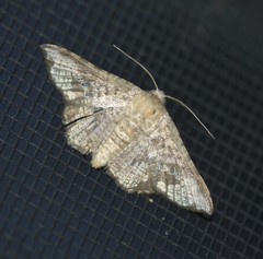 Canaea hyalospila
