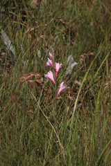 Gladiolus varius