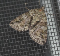 Polyclysta hypogrammata