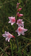 Gladiolus varius