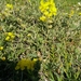 Helianthemum stipulatum - Photo (c) דבורה שיצר, algunos derechos reservados (CC BY-NC), subido por דבורה שיצר
