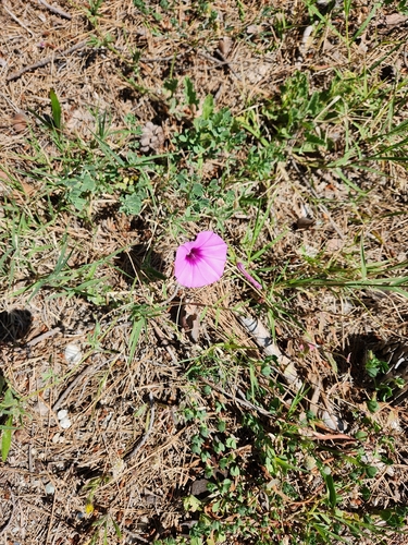 Mallow Bindweed