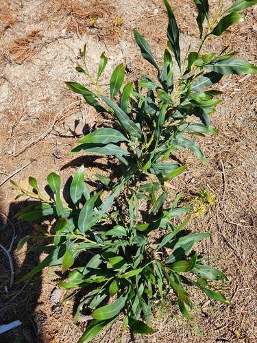 golden wreath wattle