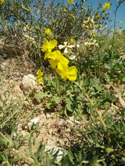 Helianthemum stipulatum