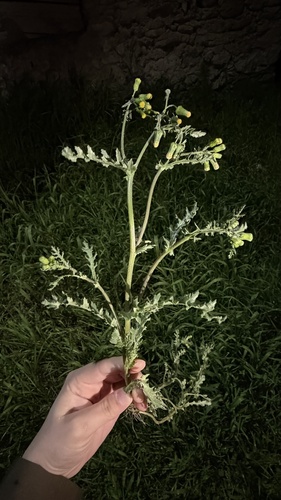 common groundsel