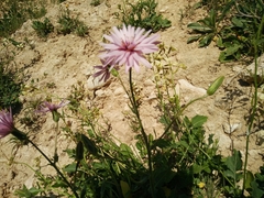 Pseudopodospermum papposum