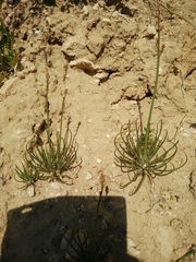 Asphodelus tenuifolius