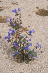 Phacelia campanularia