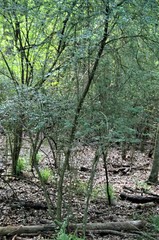 Crataegus spathulata