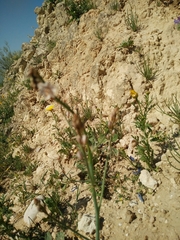 Asphodelus tenuifolius