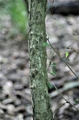 Crataegus spathulata