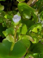 Claytonia rubra