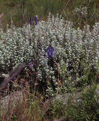 Agapanthus inapertus