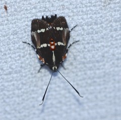 Hecatesia fenestrata