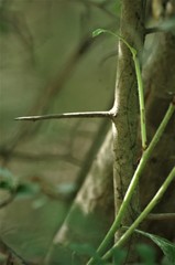 Crataegus spathulata