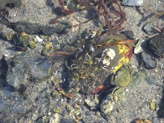Carcinus maenas