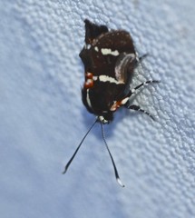 Hecatesia fenestrata