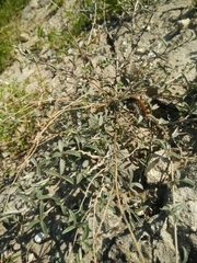 Argyrolobium harveyanum