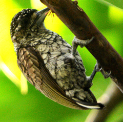 Picumnus squamulatus