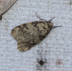 Hectobrocha subnigra